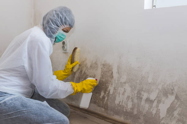 Best Emergency Mold Remediation  in Stanley, WI