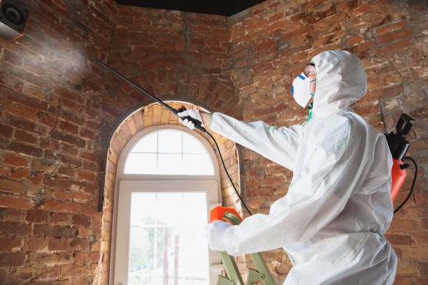 Best Mold Odor Removal Services  in Stanley, WI