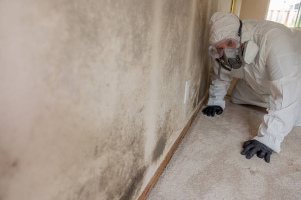  Stanley, WI Mold Removal & Remediation Pros